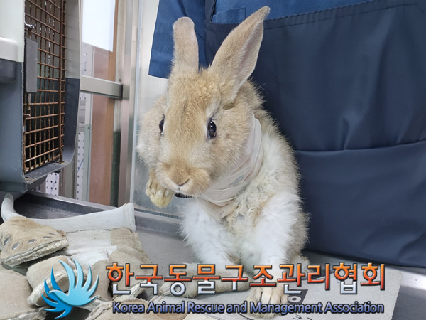 한국동물구조관리협회_411316202400925